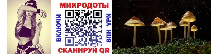 Купить  Староминская  Псилоцибиновые грибы мицелий 